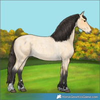 Horse Color:Buckskin Roan 