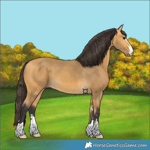 Horse Color:Buckskin