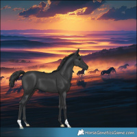 Horse Color:Black 