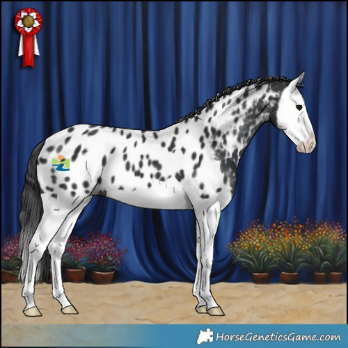 Horse Color:Black Splash Appaloosa 