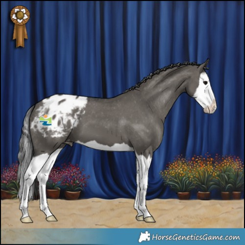 Horse Color:Grullo Splash Varnish 