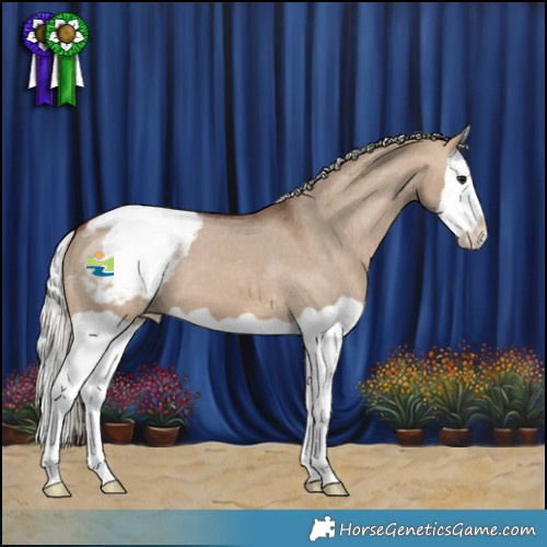 Horse Color:Silver Brown Dun Splash Appaloosa 
