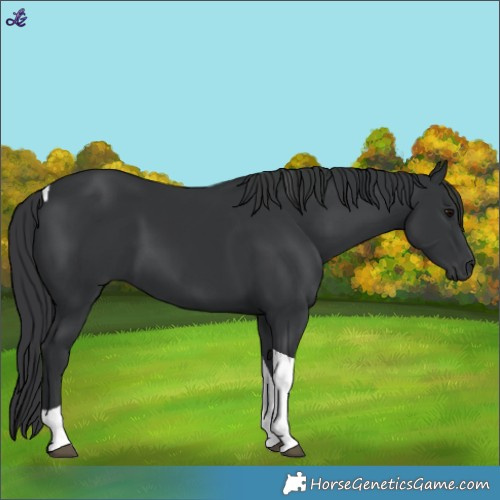 Horse Color:Black Tobiano 
