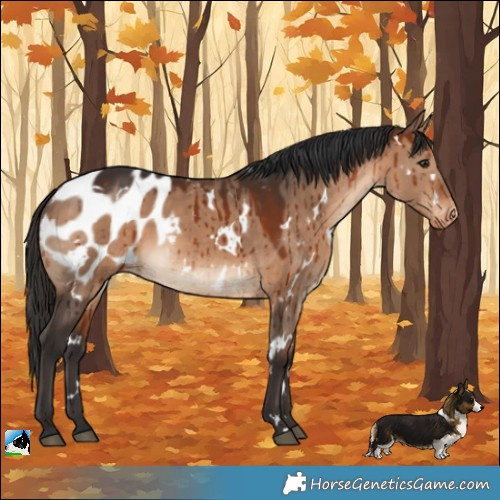 Horse Color:White Spotted Bay Dun Appaloosa Brindle 