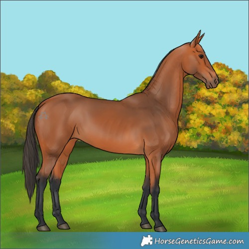 Horse Color:Bay 