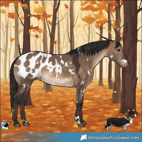 Horse Color:White Spotted Brown Dun Appaloosa 