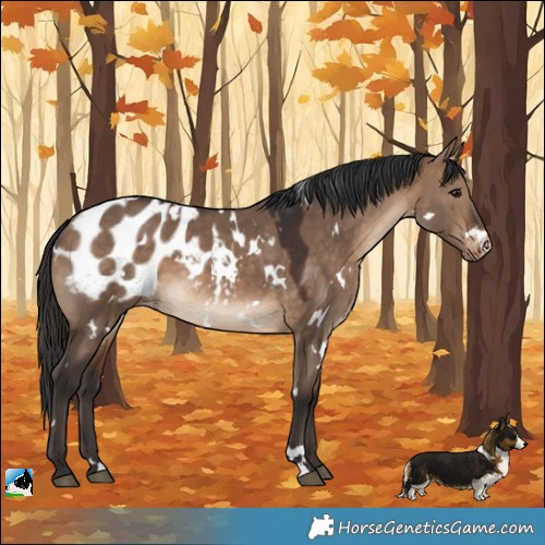 Horse Color:White Spotted Brown Dun Blanket 