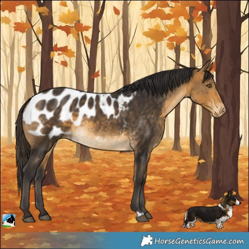 Horse Color:Buckskin Blanket 