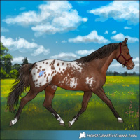 Horse Color:Liver Chestnut Appaloosa 