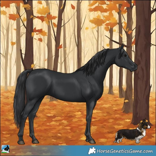 Horse Color:Black 
