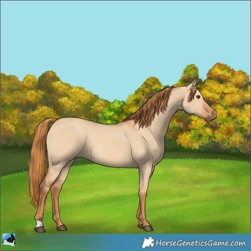 Horse Color:Red Dun