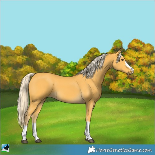 Horse Color:Palomino 