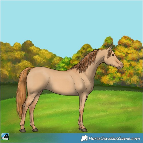 Horse Color:Red Dun 