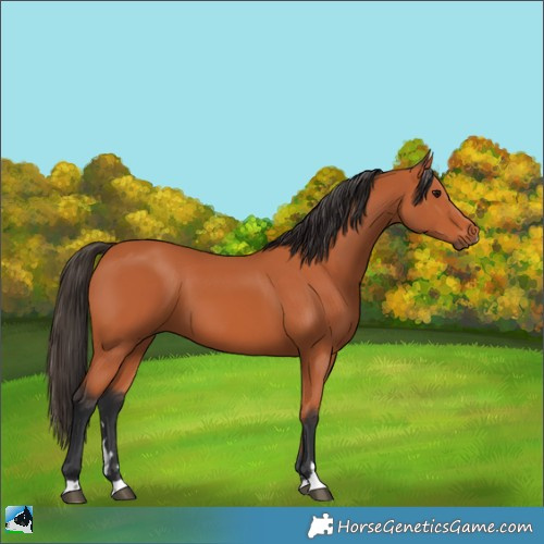 Horse Color:Bay 