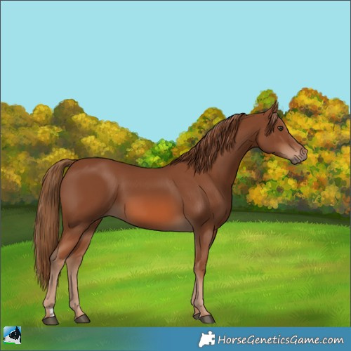 Horse Color:Chestnut 