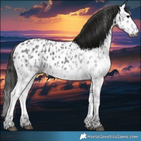 Horse Color:Gray White Spotted Black Near Leopard  and Gray White Spotted Black Near Leopard 