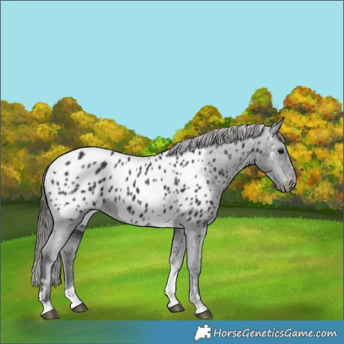 Horse Color:Black Tobiano Near Leopard 