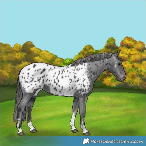Horse Color:Black Tobiano Appaloosa