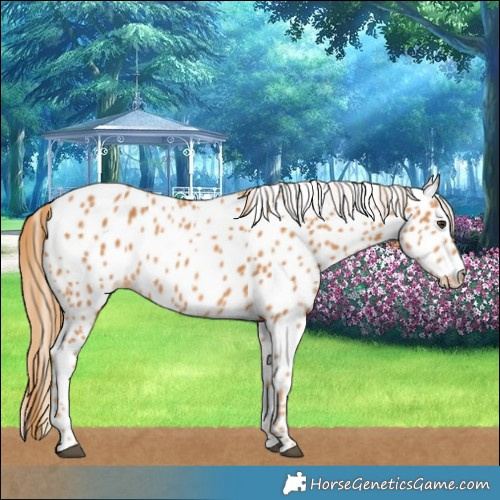 Horse Color:Chestnut Leopard 