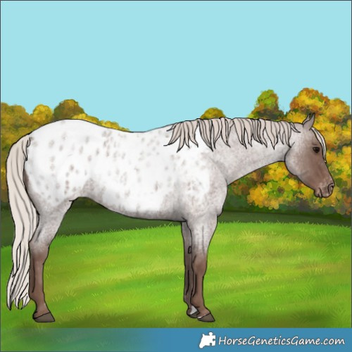 Horse Color:Silver Blue Roan Appaloosa 
