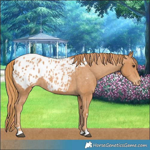 Horse Color:Chestnut Blanket 