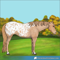 Horse Color:Chestnut Blanket