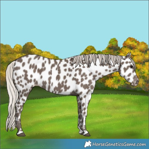 Horse Color:Silver Black Appaloosa 