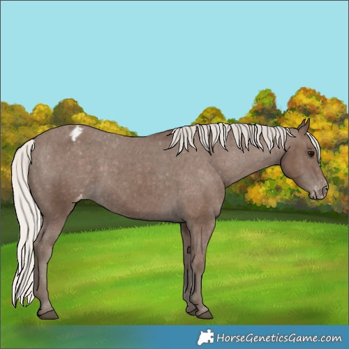 Horse Color:Silver Black Appaloosa 