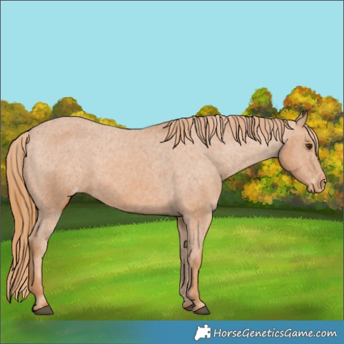 Horse Color:Chestnut Appaloosa 