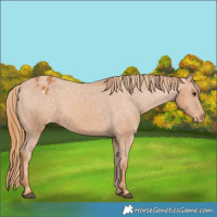 Horse Color:Chestnut Varnish