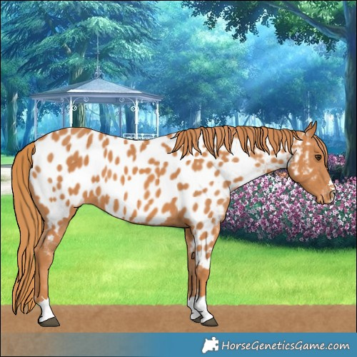 Horse Color:Chestnut Near Leopard 
