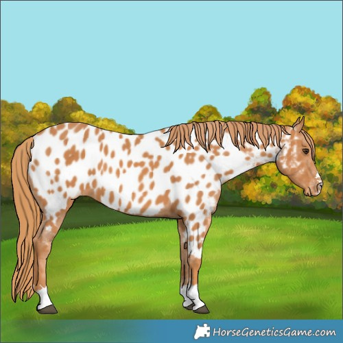 Horse Color:Chestnut Appaloosa 