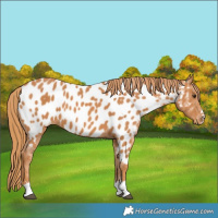 Horse Color:Chestnut Appaloosa