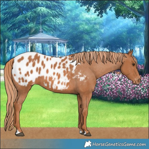 Horse Color:Chestnut Blanket 