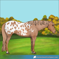 Horse Color:Chestnut Blanket 