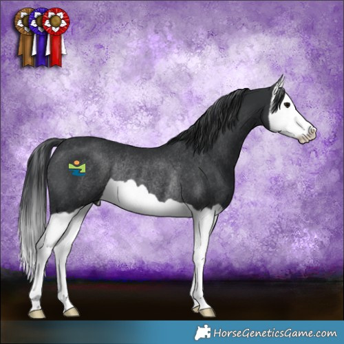 Horse Color:Black Splash Rabicano 
