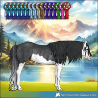 Horse Color:Black Splash Rabicano