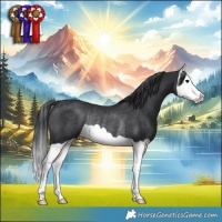Horse Color:Black Splash Rabicano 