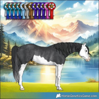 Horse Color:Black Splash Rabicano