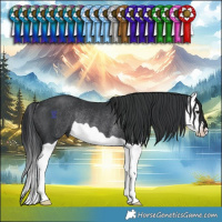 Horse Color:Black Splash Rabicano 