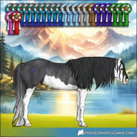 Horse Color:Black Splash Rabicano 
