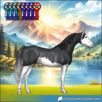 Horse Color:Black Splash Rabicano 