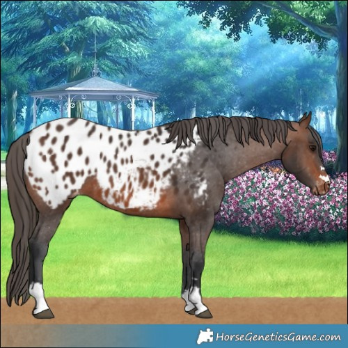 Horse Color:Brown Blanket 