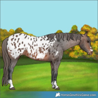 Horse Color:Brown Blanket