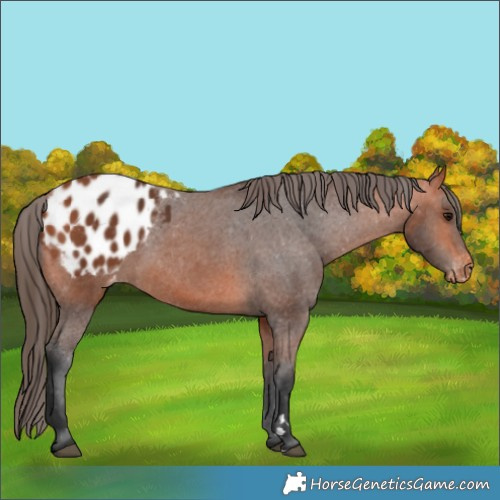 Horse Color:Bay Appaloosa 