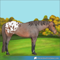 Horse Color:Bay Appaloosa