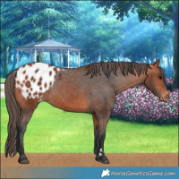 Horse Color:Bay Blanket 