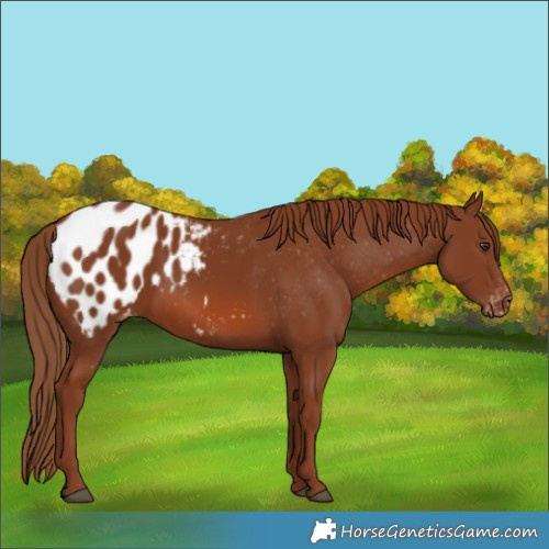 Horse Color:Chestnut Appaloosa 