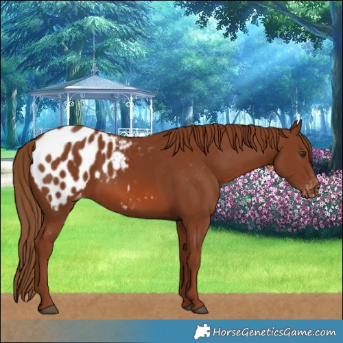 Horse Color:Chestnut Blanket 