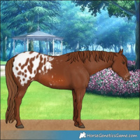 Horse Color:Chestnut Blanket 